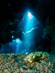 Grotto Elysia ~ Elysia crispate, Lettuce Sea Slug – Eden ... by Nina Baxa 